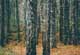 acient_forest_s.jpg (7159 bytes)