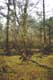 acient_tree_s.jpg (7124 bytes)